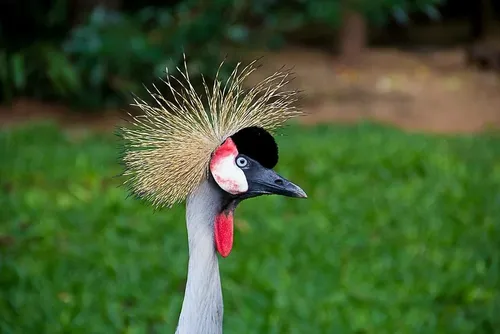 Parque das Aves
