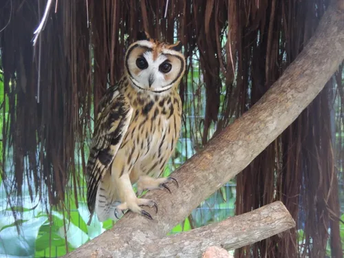 Parque das Aves
