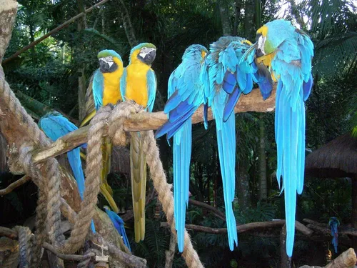 Parque das Aves