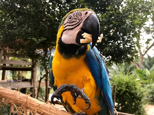 Parque das Aves